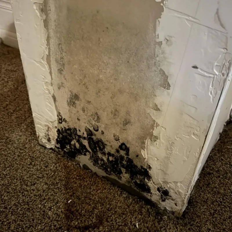Professional Mold Removal in Anderson, TX